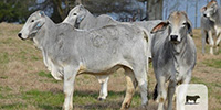 11 Purebred Brahman Rep. Heifers... Northwest GA