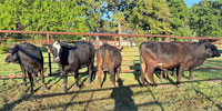 6 Brangus Bred Heifers... Northeast TX
