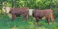 12 Horned Hereford Bulls... S. Central IN