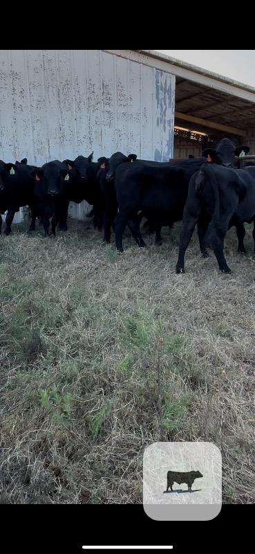 Cattle Range Listing Photo 2