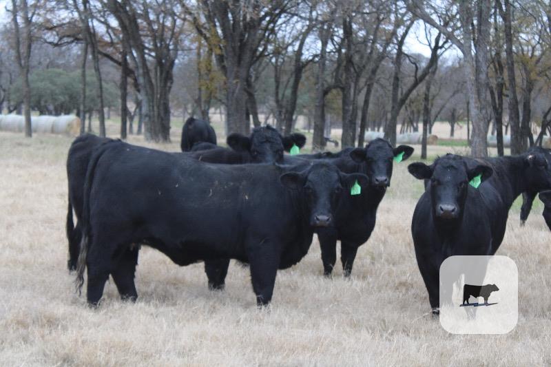 Cattle Range Listing Photo