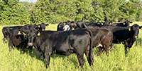 43 Angus & Black Baldy Cows... Southwest MO