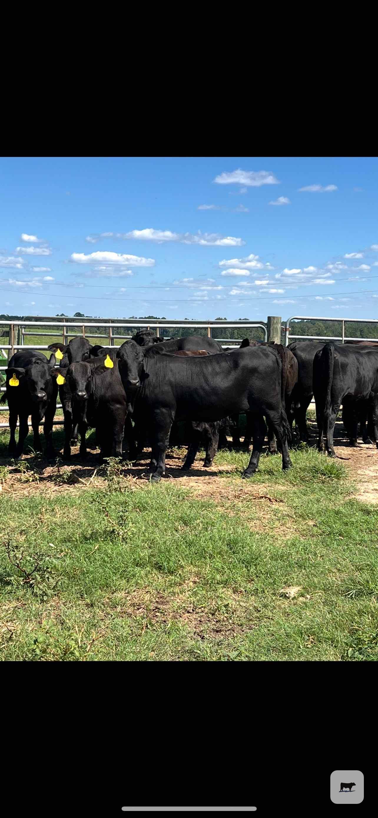 Cattle Range Listing Photo