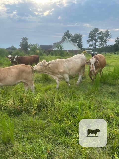 Cattle Range Listing Photo