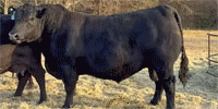 1 Reg. Angus Bull... North TX
