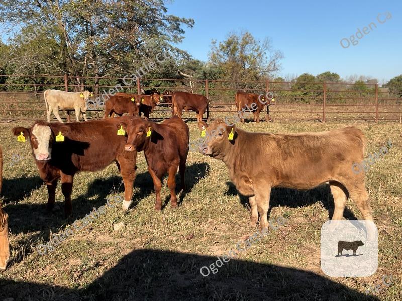Cattle Range Listing Photo