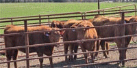 11 Red Angus Rep. Heifers... S. Central MO