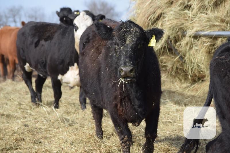 Cattle Range Listing Photo