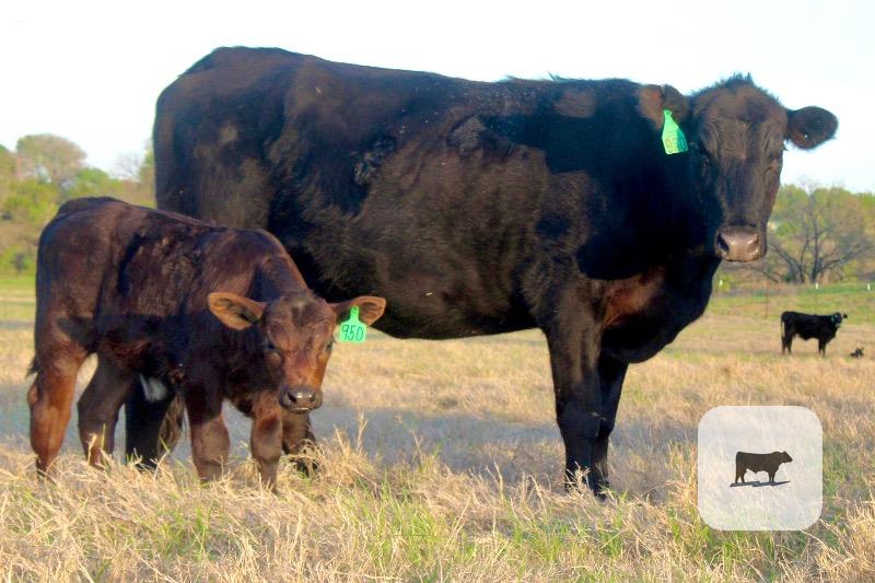 Cattle Range Listing Photo