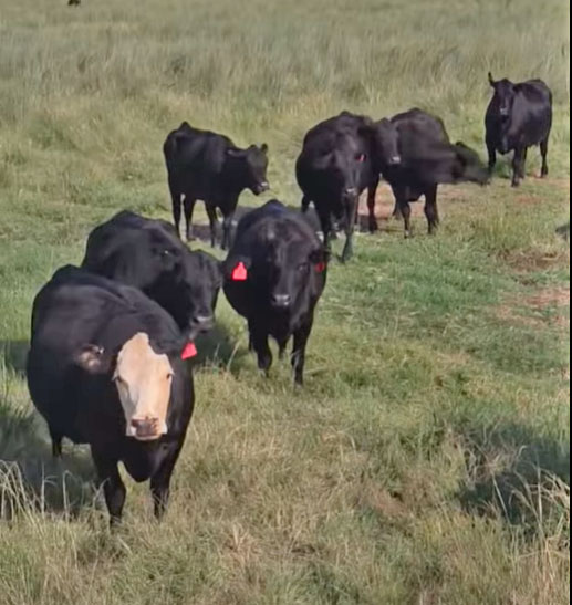 Cattle Range Listing Photo