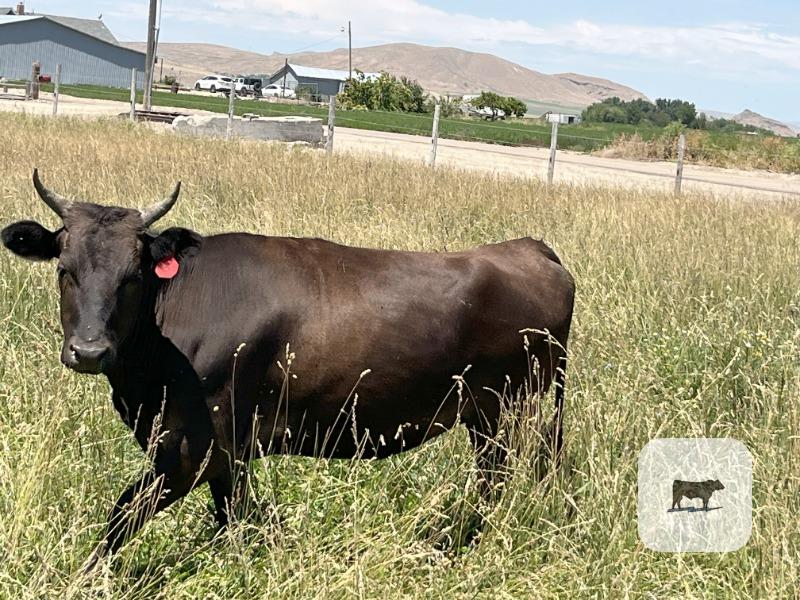 Cattle Range Listing Photo