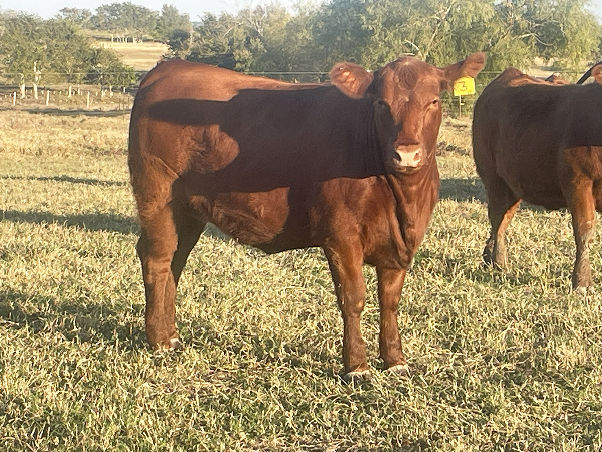 U.S. Cattle Herd Expansion in Danger