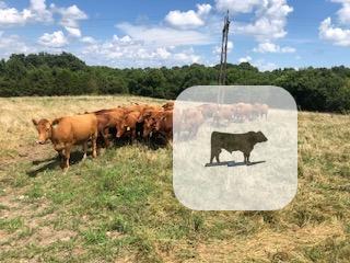 Cattle Range Listing Photo