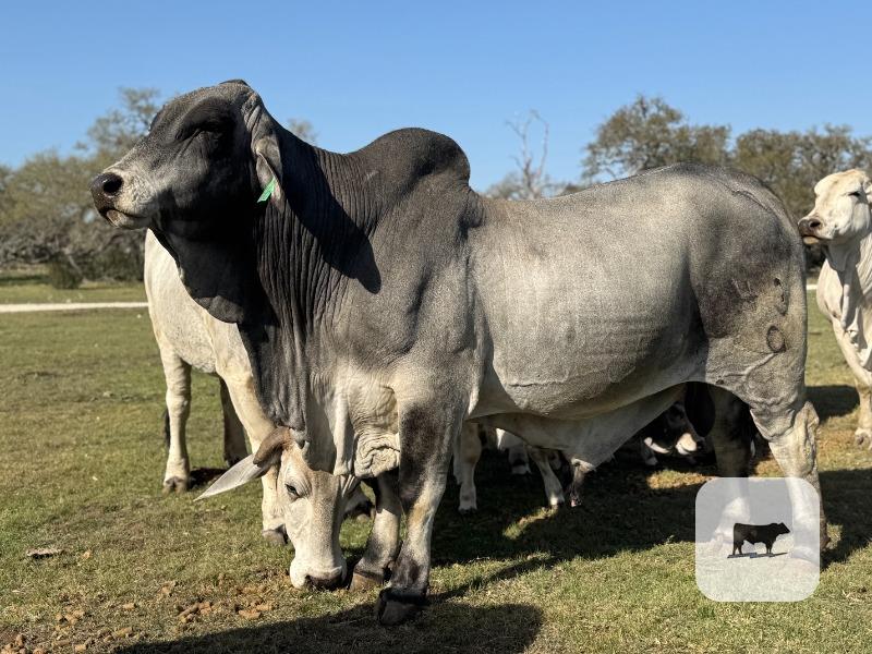 Cattle Range Listing Photo