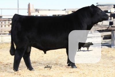 Cattle Range Listing Photo