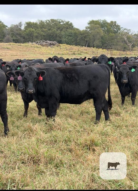 Cattle Range Listing Photo