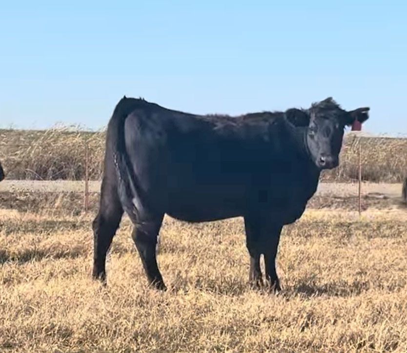 Cattle Range Listing Photo