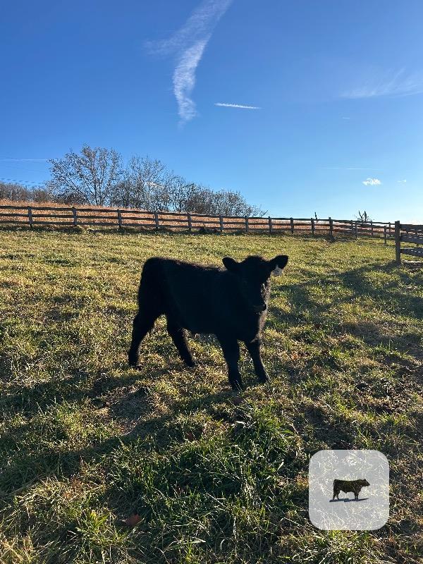 Cattle Range Listing Photo
