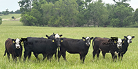 65 Angus & BMF Rep. Heifers... Southwest MO