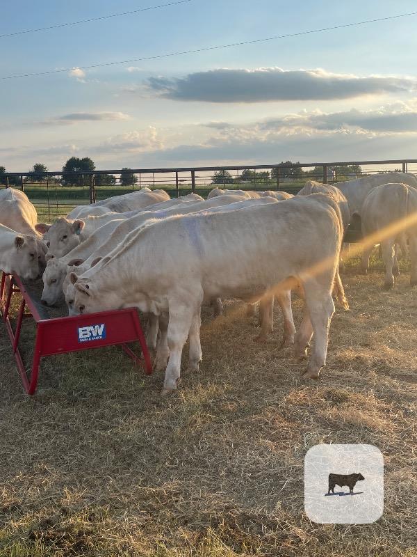 Cattle Range Listing Photo