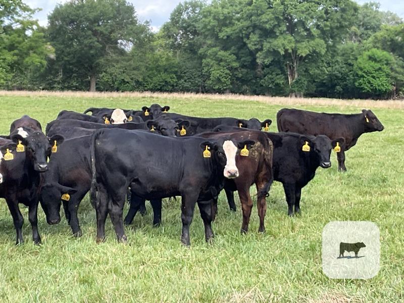 Cattle Range Listing Photo