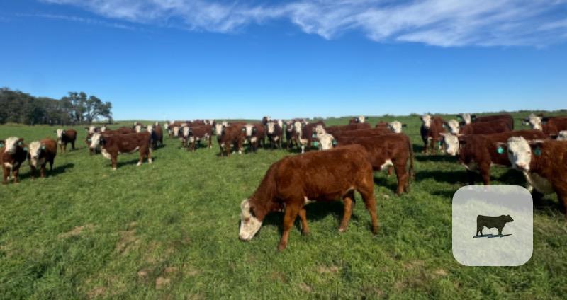 Cattle Range Listing Photo 4