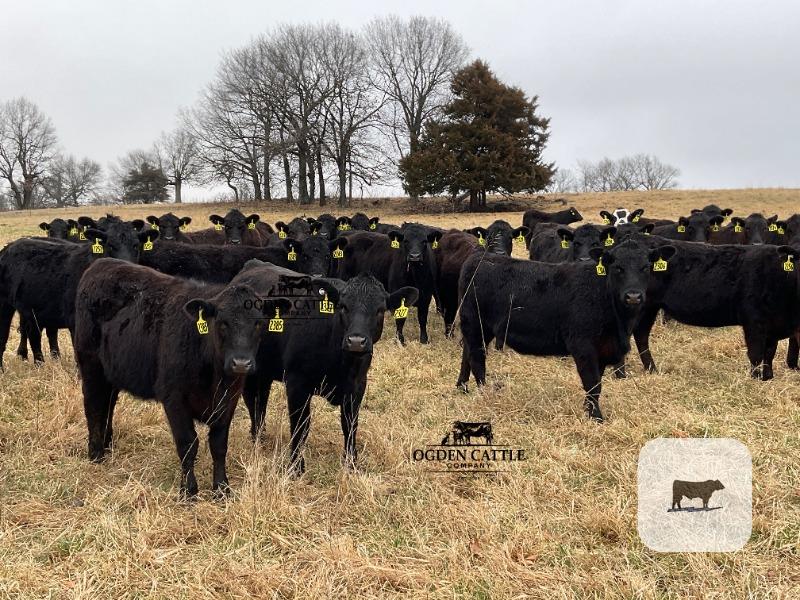 Cattle Range Listing Photo