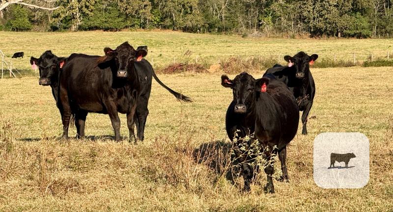 Cattle Range Listing Photo
