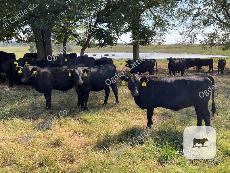 Cattle Range Listing Photo