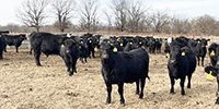 54 Angus & BWF Bred Heifers... Southwest MO