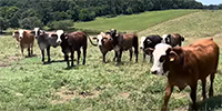 60 Braford/Tigerstripe Bred Heifers... Southwest MO