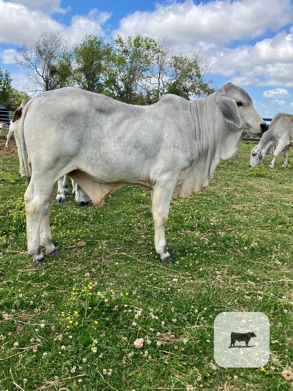 Cattle Range Listing Photo