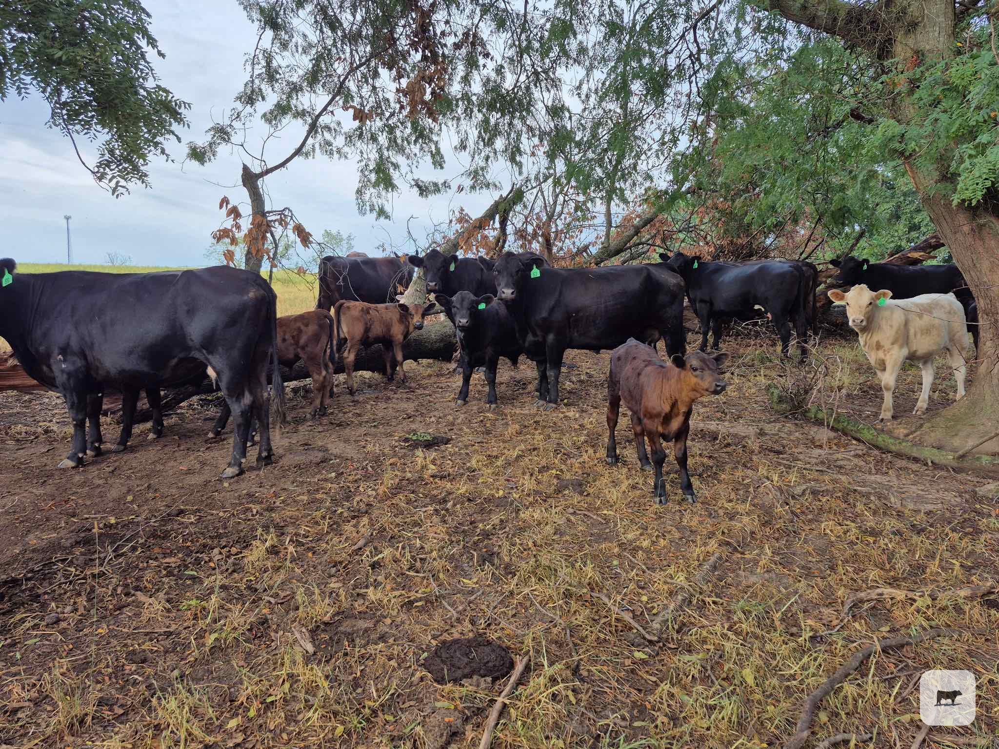 Cattle Range Listing Photo