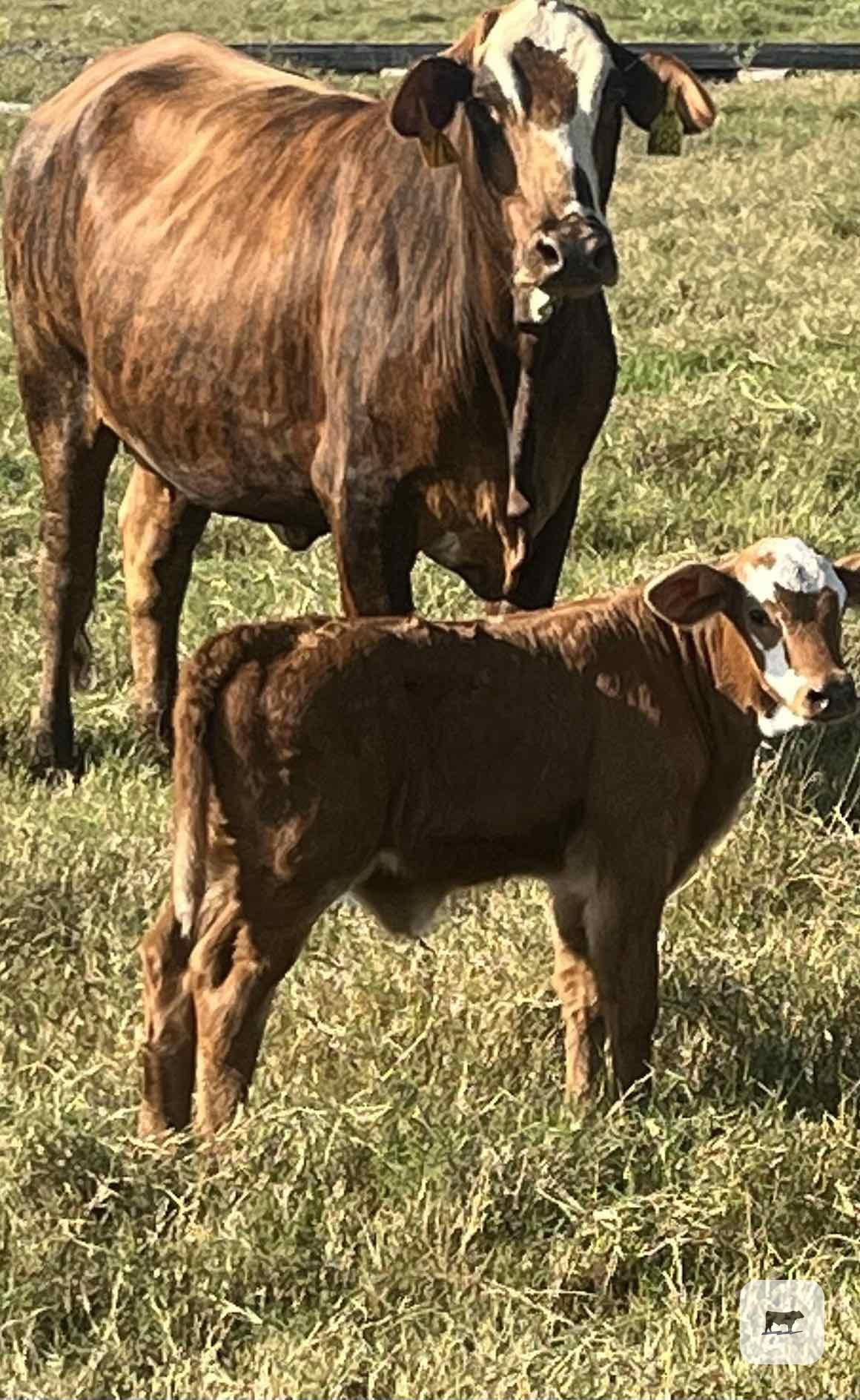 Cattle Range Listing Photo