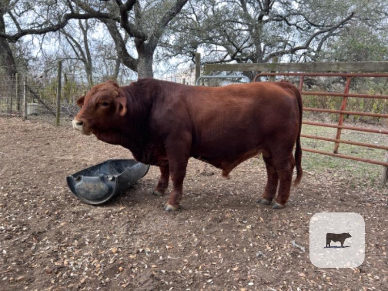 Cattle Range Listing Photo
