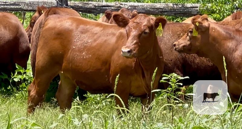 Cattle Range Listing Photo