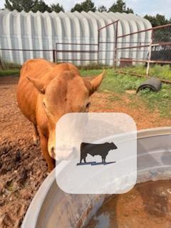 Cattle Range Listing Photo