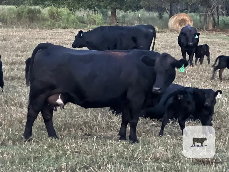 Cattle Range Listing Photo