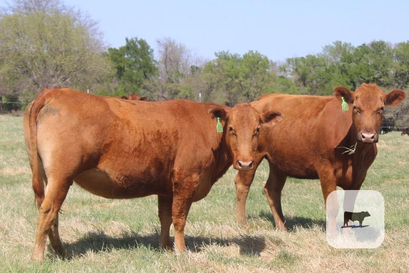 Cattle Range Listing Photo