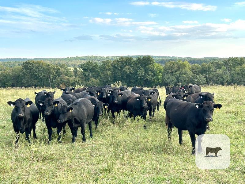 Cattle Range Listing Photo 6