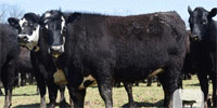125 Angus & 'BWF' Rep. Heifers... E. Central OK