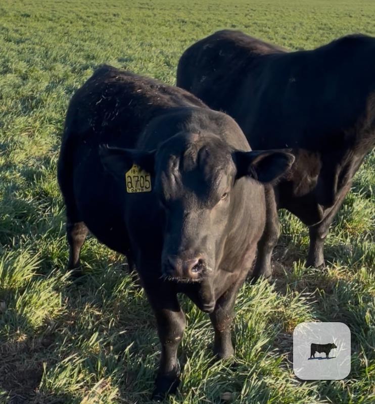 Cattle Range Listing Photo