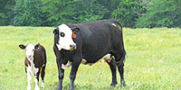 38 Angus Cross Cows w/ 14+ Calves... N. Central TX