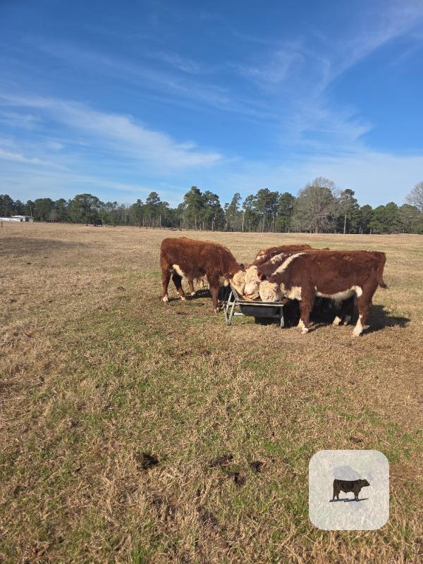 Cattle Range Listing Photo