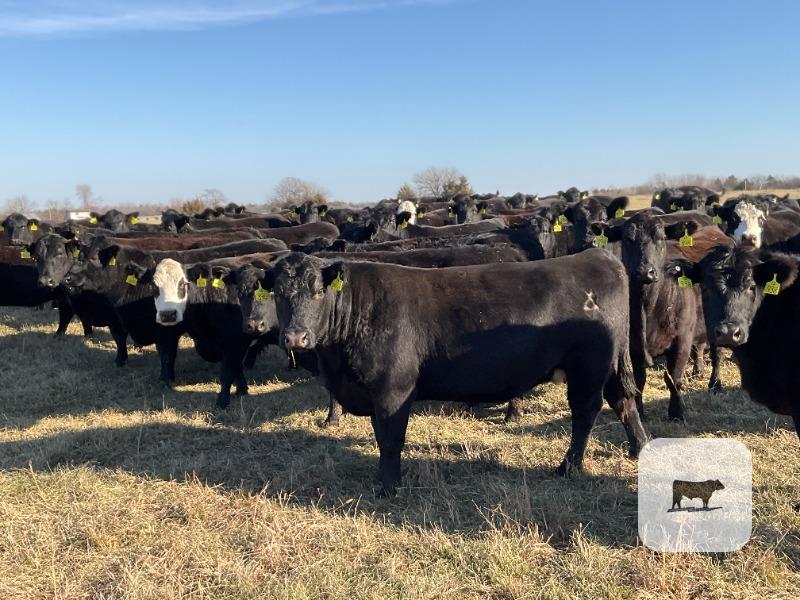 Cattle Range Listing Photo