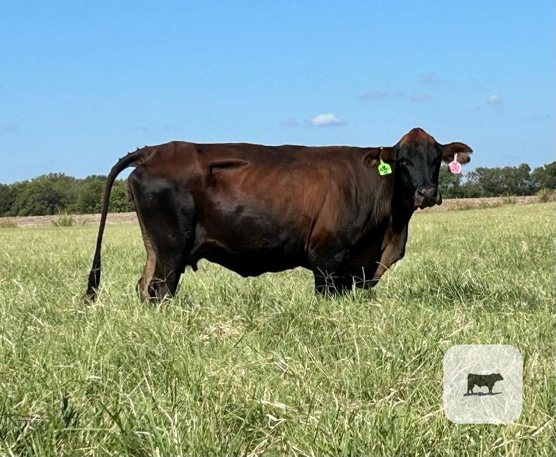 Cattle Range Listing Photo