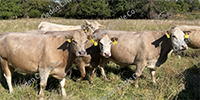 10 Charolais Cross Cows... Southwest MO