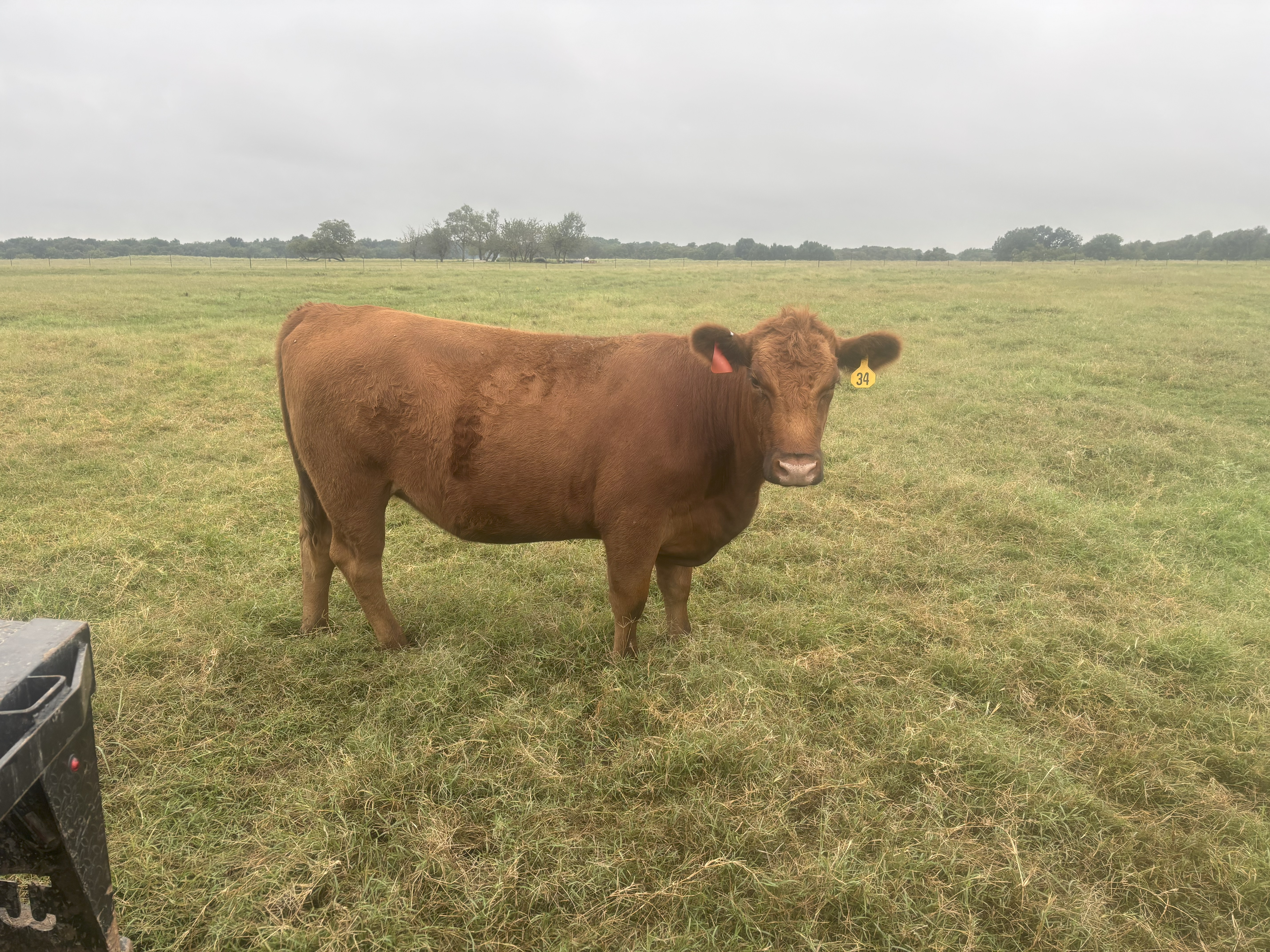 Cattle Range Listing Photo