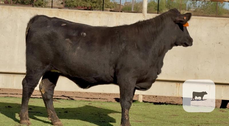 Cattle Range Listing Photo