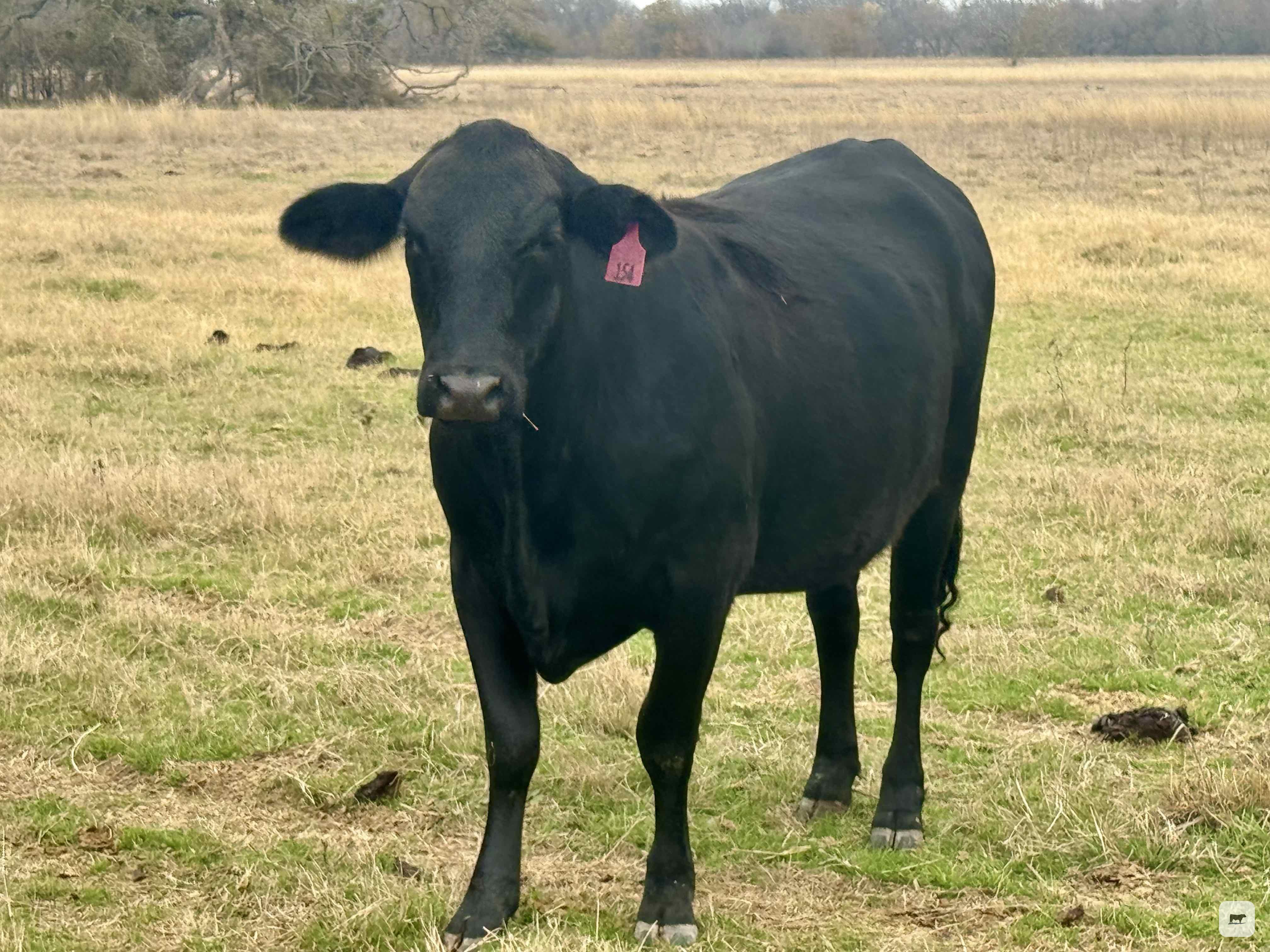 Cattle Range Listing Photo